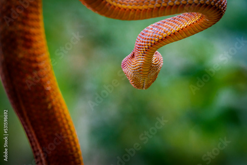 Close of Snake, Viper