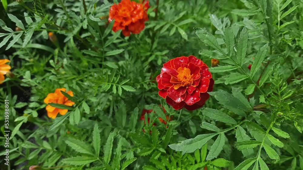 Bushes of French marigold with red flowers in windy weather Bushes of French marigold with red flowers in windy weather