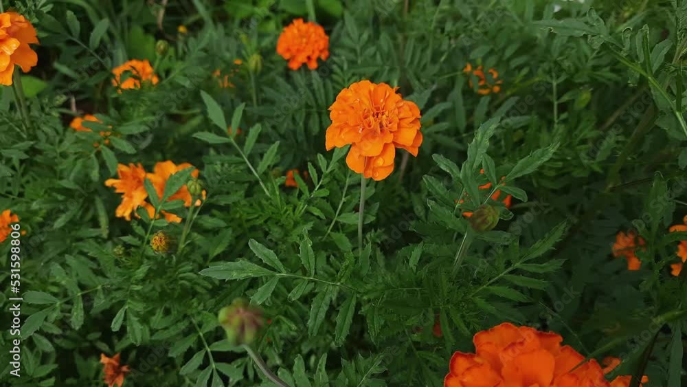 Bush of French marigold with orange flowers in windy weather Bush of French marigold with orange flowers in windy weather