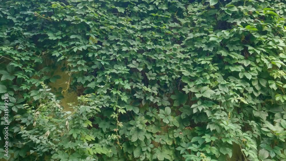 Concrete wall covered with ivy while panning Concrete wall covered with ivy while panning