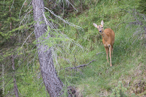 The roe deer (Capreolus capreolus), also known as the roe, western roe deer, or European roe, is a species of deer. The male of the species is sometimes referred to as a roebuck.