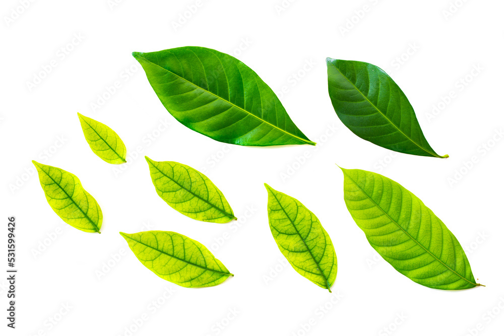 green leaf isolated on white background. Nature concept for Green fresh Energy earth saving. Components of the design.
