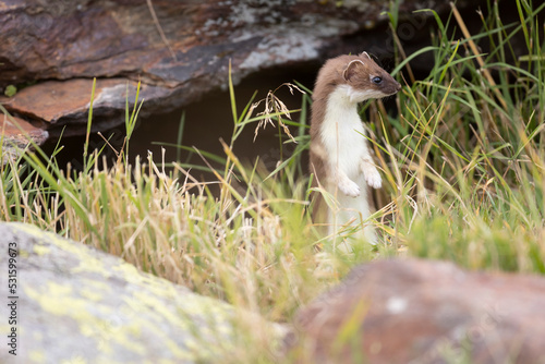 The stoat or short-tailed weasel (Mustela erminea), also known as the Eurasian ermine, Beringian ermine, or simply ermine, is a mustelid native to Eurasia and the northern portions of North America. 