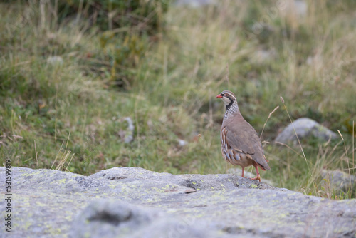 The red-legged partridge (Alectoris rufa) is a gamebird in the pheasant family Phasianidae of the order Galliformes, gallinaceous birds. 
