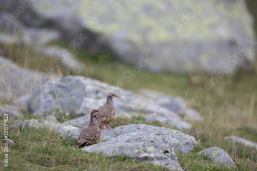 The red-legged partridge (Alectoris rufa) is a gamebird in the pheasant family Phasianidae of the order Galliformes, gallinaceous birds. 