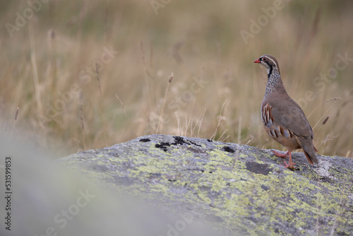 The red-legged partridge (Alectoris rufa) is a gamebird in the pheasant family Phasianidae of the order Galliformes, gallinaceous birds. 
