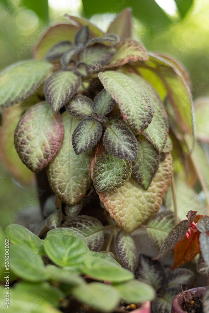 Fototapeta premium episcia cupreata or flame violet ornamental plant in garden house