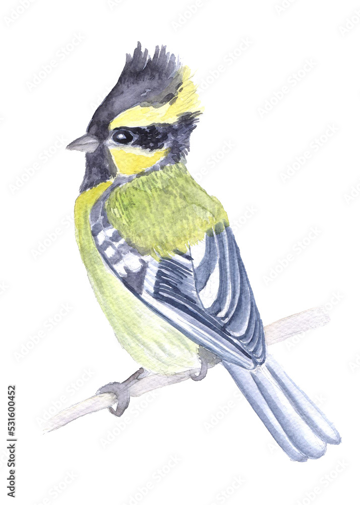 Obraz premium Himalayan tit watercolor