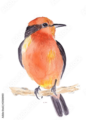 flycatcher bird sitting on a branch watercolor