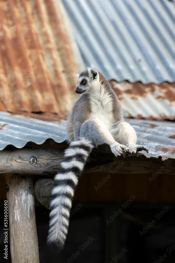 Fototapeta premium Vertical shot of a Ringtailed lemur sitting on the roof of an old building
