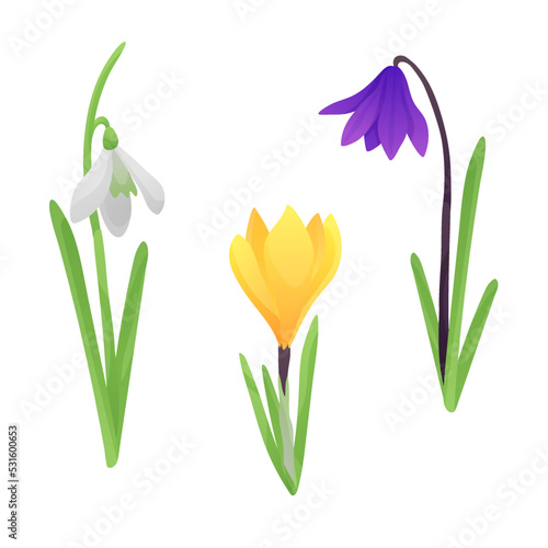 First flowers  white snowdrop  golden crocus  purple campanula isolated on white background. Vector illustration for postcard  banner  web  design  arts  stickers.