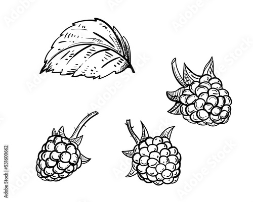 Hand drawn sketch black and white of raspberry branch, berry, leaf. Vector illustration. Elements in graphic style label, card, sticker, menu, package. Engraved style illustration.