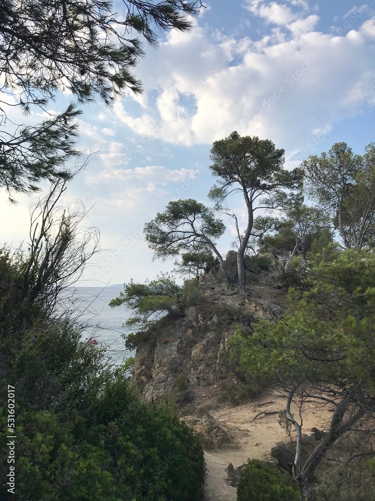 Obraz premium Bormes les mimosas