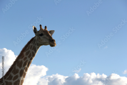Giraffee