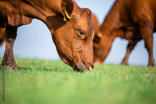 Group of cows eating grass on meadow. Close up view of brown cow grazing.