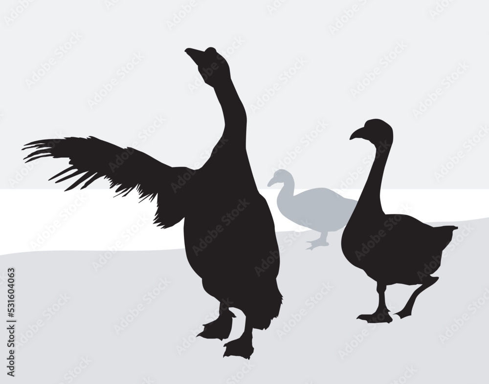Fototapeta premium Ducks Playing Silhouette