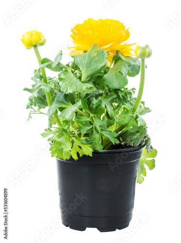 Obraz na płótnie Closeup of an isolated potted yellow Ranunculus flower w salonie