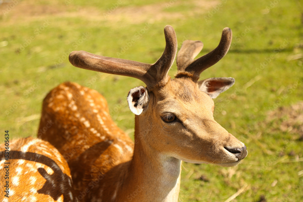 Fototapeta premium Deers in the park at summer time