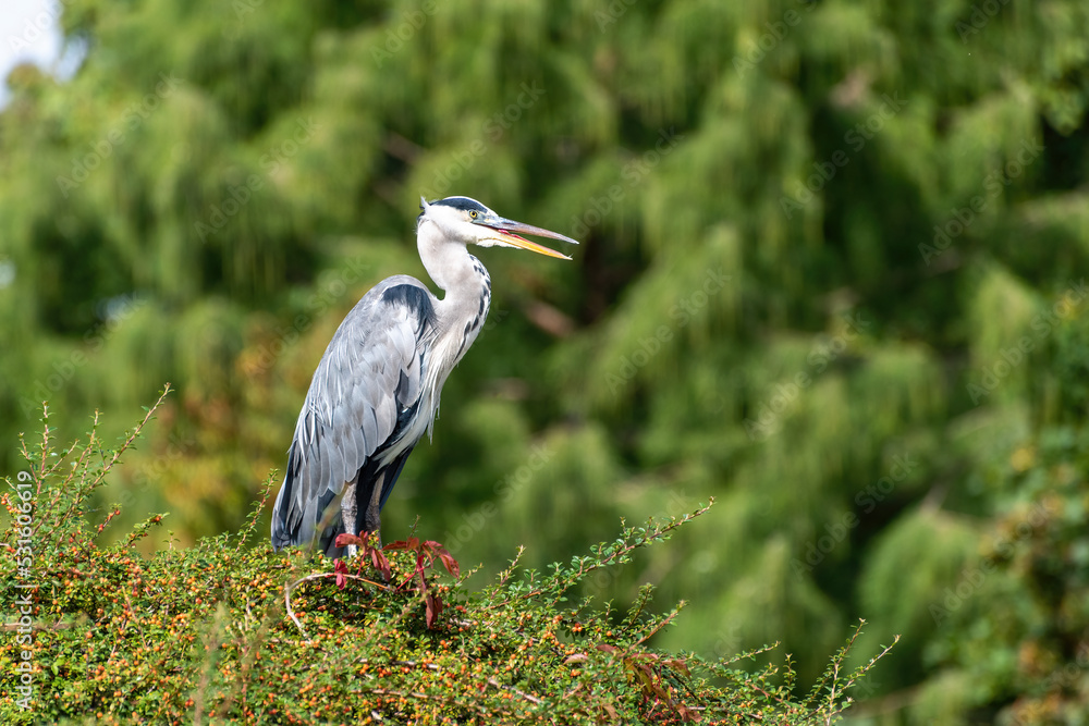 Side view of a gray heron standing on a green hilltop against a blurred green background Side view of a gray heron standing on a green hilltop against a blurred green background