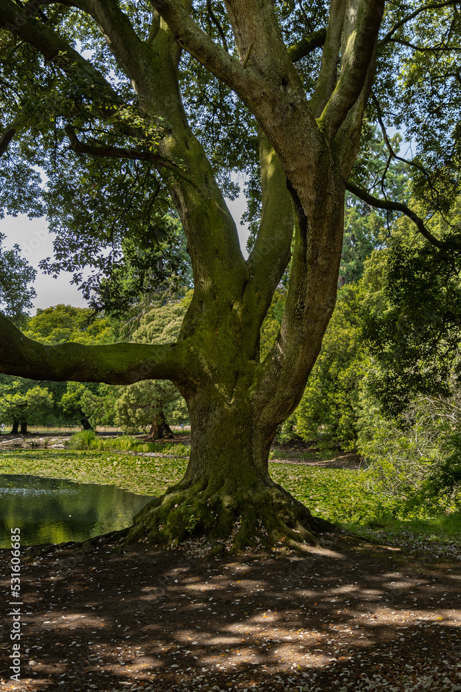 Phoenix Park area with small lakes, broken trees, greenery of beautiful trees and bushes on a beautiful sunny day, Dublin, Ireland Phoenix Park area with small lakes, broken trees, greenery of beautiful trees and bushes on a beautiful sunny day, Dublin, Ireland