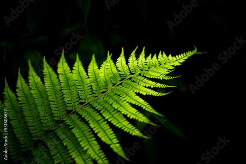 Quadro em tela Close up photo fer leaves and dark background.