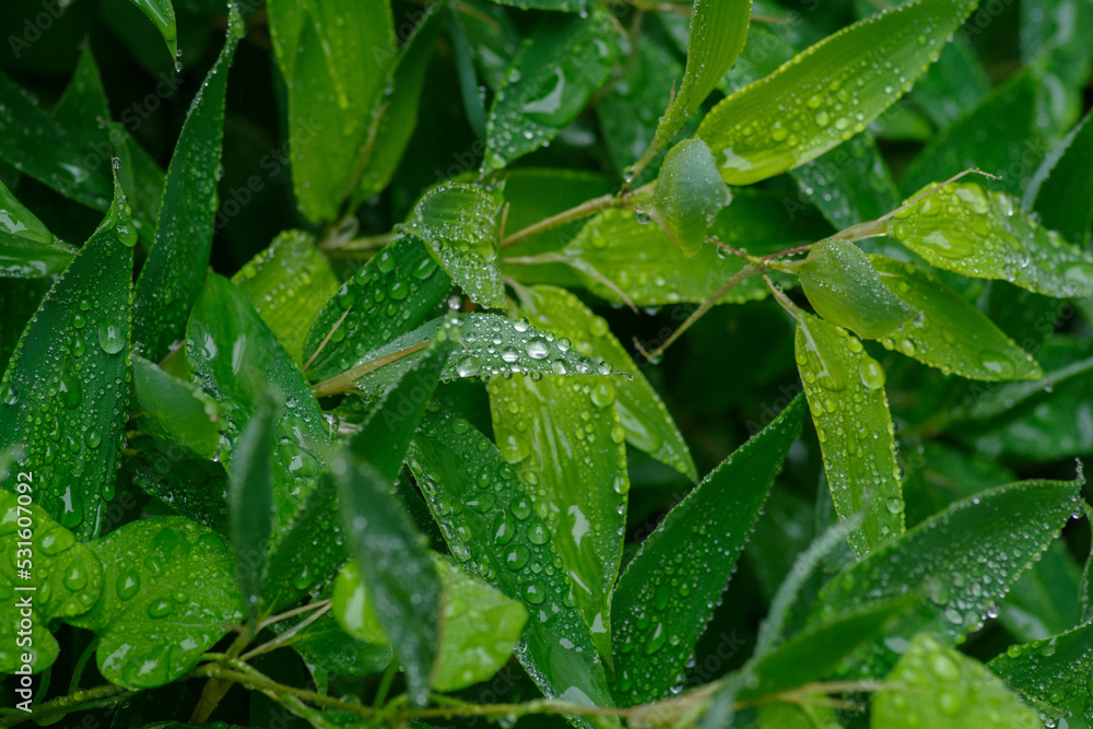 雨に濡れた葉っぱたち 雨に濡れた葉っぱたち