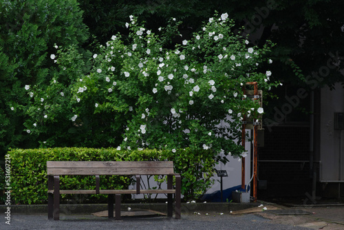 ベンチと白いムクゲ © Tsubasa Mfg