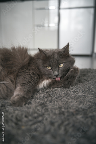 Cat washing itself. A big gray male cat licks himself. Cat's self-grooming ritual.