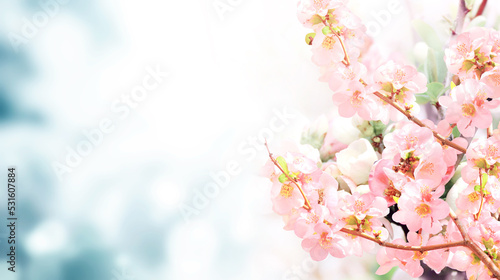Horizontal banner with Japanese Quince flowers (Chaenomeles japonica) of pink color on sunny backdrop