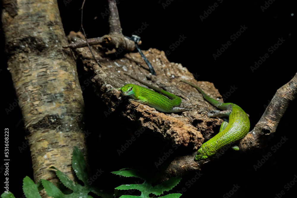 Obraz premium lizard on a tree