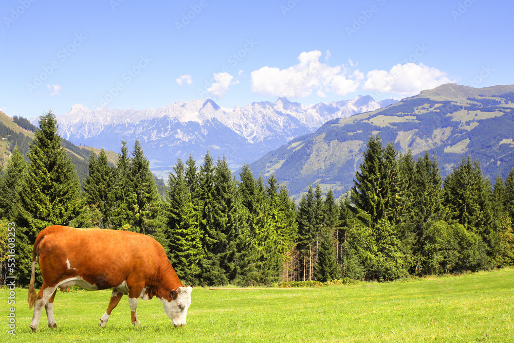 Cow grazing in a mountain meadow in Alps mountains, Tirol, Austria
