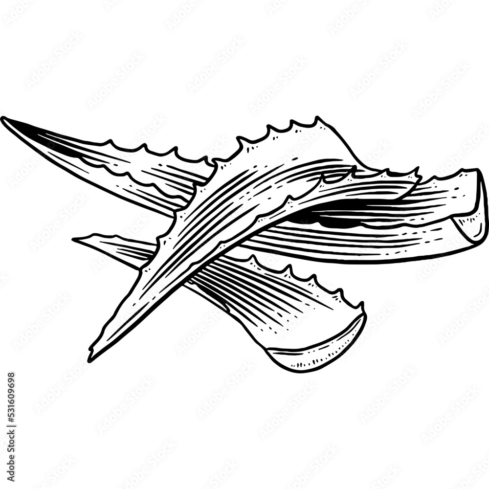 Fototapeta premium Hand drawn Aloe Vera Leaves Sketch Illustration