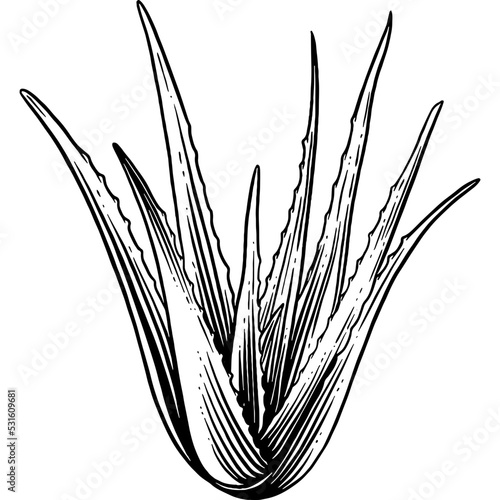 Hand drawn Aloe Vera Leaves Sketch Illustration