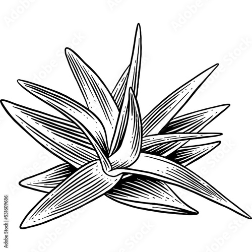 Hand drawn Aloe Vera Leaves Sketch Illustration