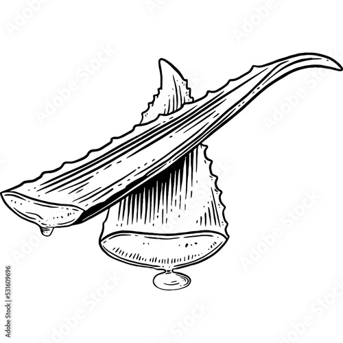 Hand drawn Aloe Vera Gel Sketch Illustration