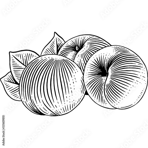 Hand drawn Apricot