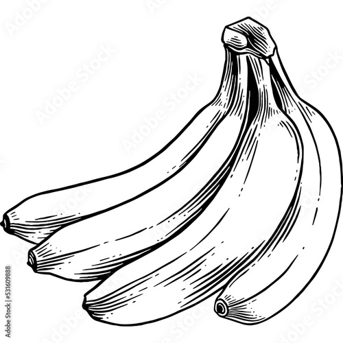 Hand drawn Banana Sketch Illustration