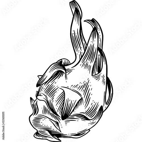 Hand drawn Dragon Fruit