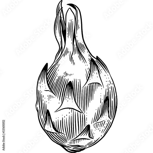 Hand drawn Dragon Fruit
