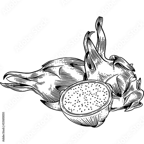 Hand drawn Dragon Fruit