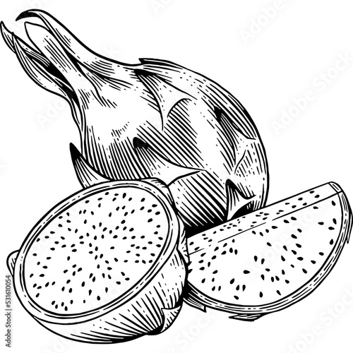 Hand drawn Dragon Fruit