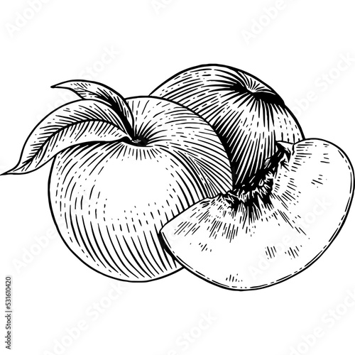 Hand drawn Peach Fruit