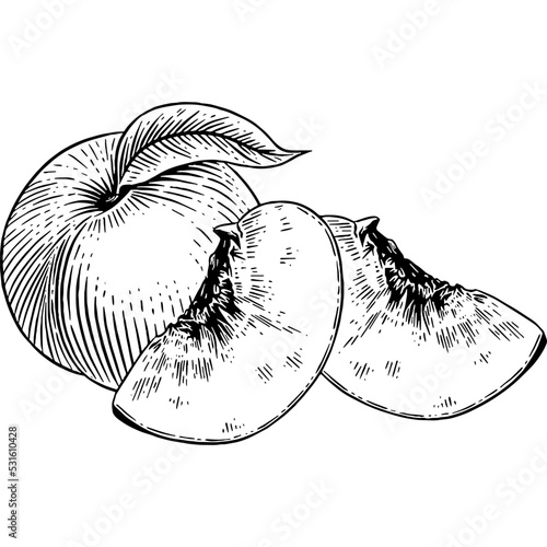 Hand drawn Peach Fruit
