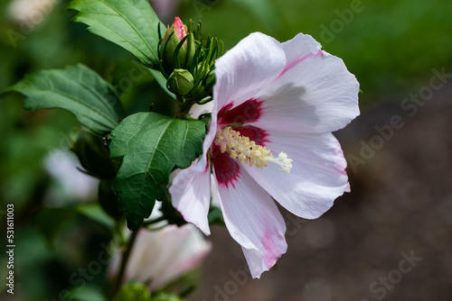 White hibiscus flower outdoor in sunny backyard..