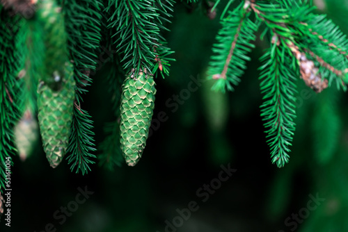 Fir tree.  Tree cones with resin bumping between pine needles.