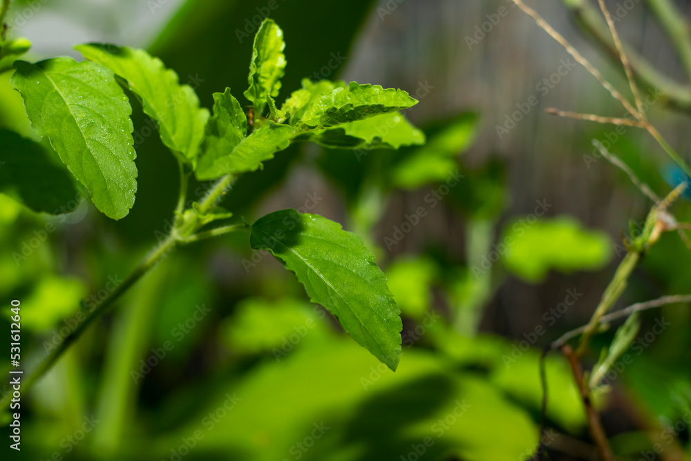 Close up of beautiful green color leaves and flowers Ocimum Tenuiflorum also known as holy basil or Tulsi, Tulasi in Thailand Close up of beautiful green color leaves and flowers Ocimum Tenuiflorum also known as holy basil or Tulsi, Tulasi in Thailand