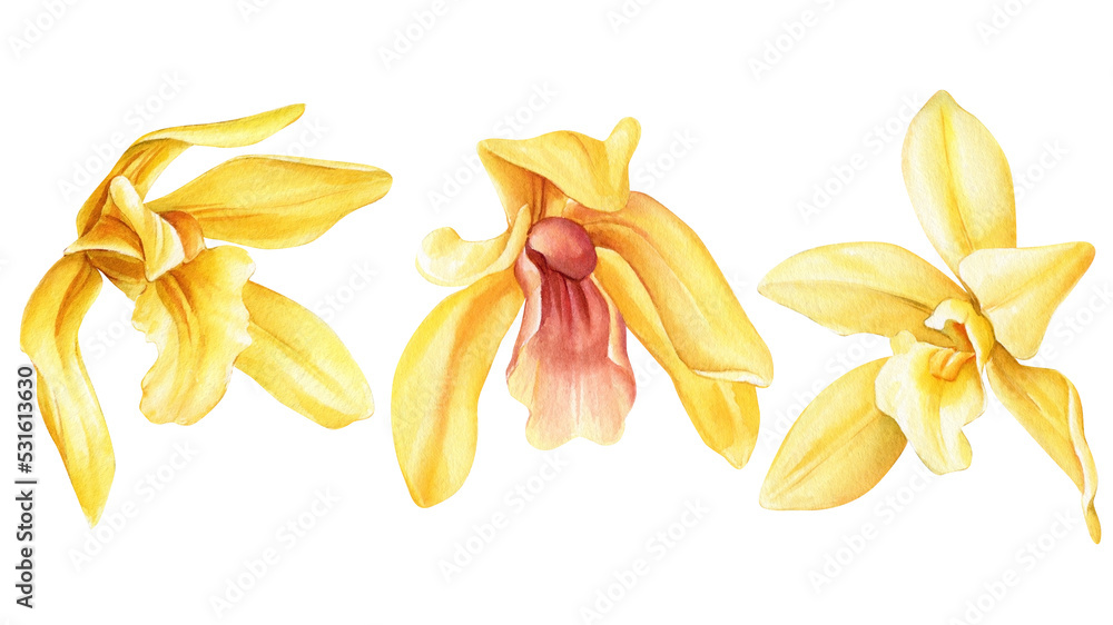 orchid flower. Vanilla flowers set isolated on white background for design, watercolor botanical illustration. orchid flower. Vanilla flowers set isolated on white background for design, watercolor botanical illustration.