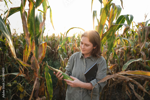 Woman with digital tablet examining maize plant in field photo