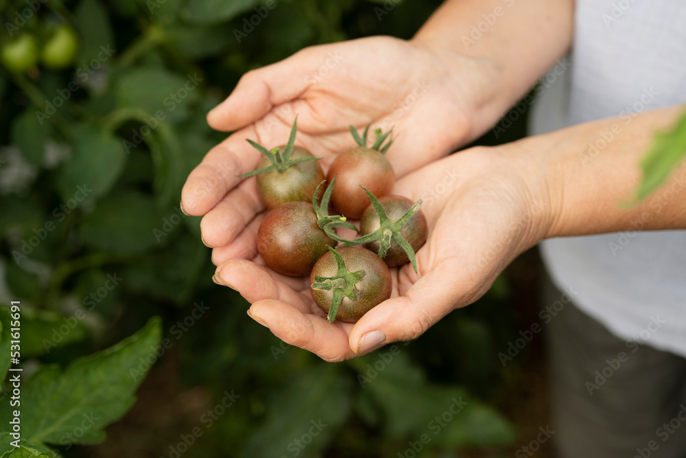 Woman holding small tomatoes in hand Woman holding small tomatoes in hand