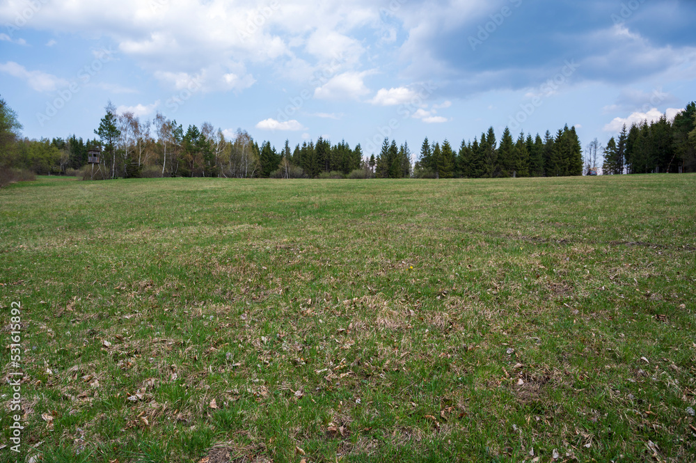 Green meadow and forest on a cloudy day.